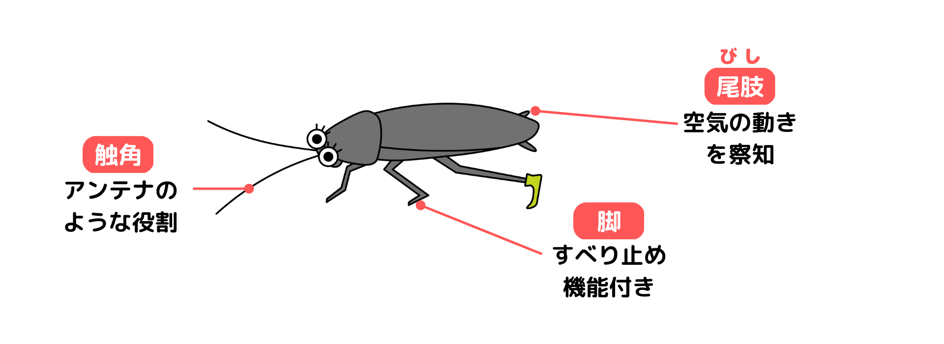 ゴキブリの触角、足、尾肢